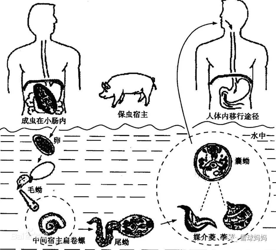 什么是中间宿主和终宿主/中间宿主 终宿主 什么是中间宿主和终宿主/中间宿主 终宿主