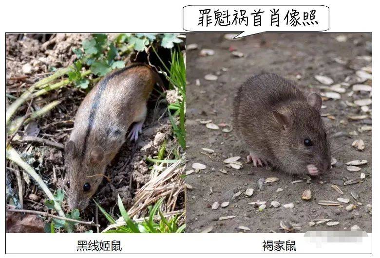 出血热人人传染么:出血热人与人之间会不会传染 出血热人人传染么:出血热人与人之间会不会传染