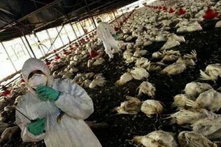 h7n9型禽流感死了多少人:h7n9禽流感致死率 h7n9型禽流感死了多少人:h7n9禽流感致死率