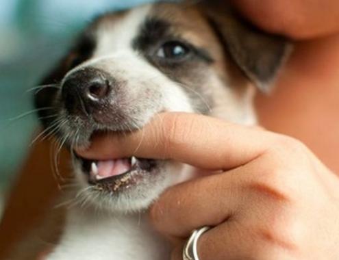 【疫苗发烧会持续多久,打了狂犬疫苗发烧会持续多久】 【疫苗发烧会持续多久,打了狂犬疫苗发烧会持续多久】