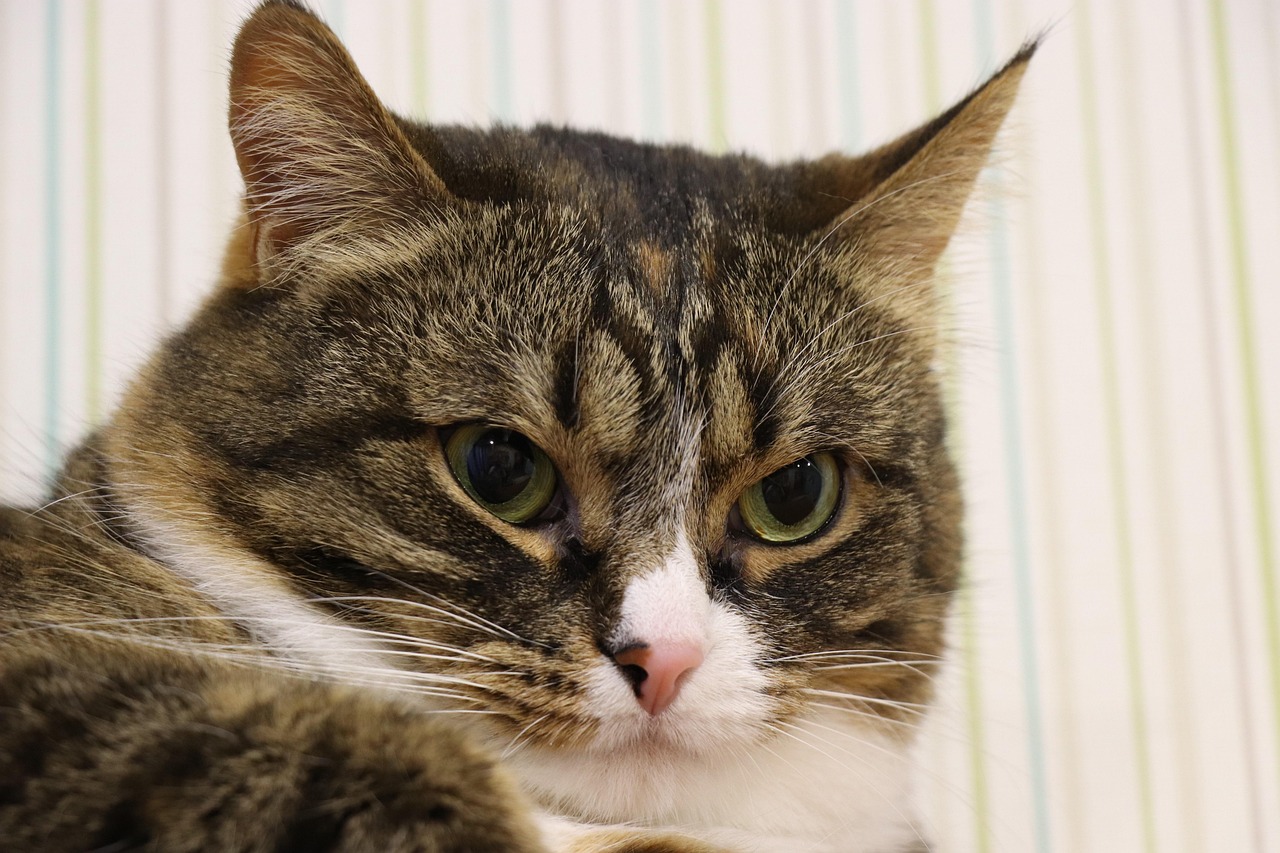 最新天津疫情通报（天津最新疫情通报来了）