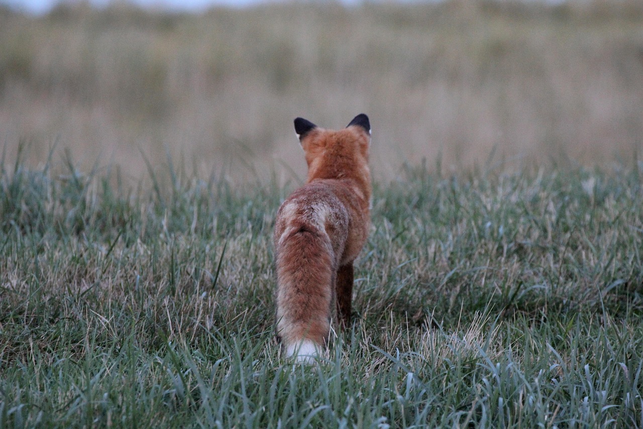 长安福特福克斯两厢2015:长安福特福克斯两厢图片大全 长安福特福克斯两厢2015:长安福特福克斯两厢图片大全