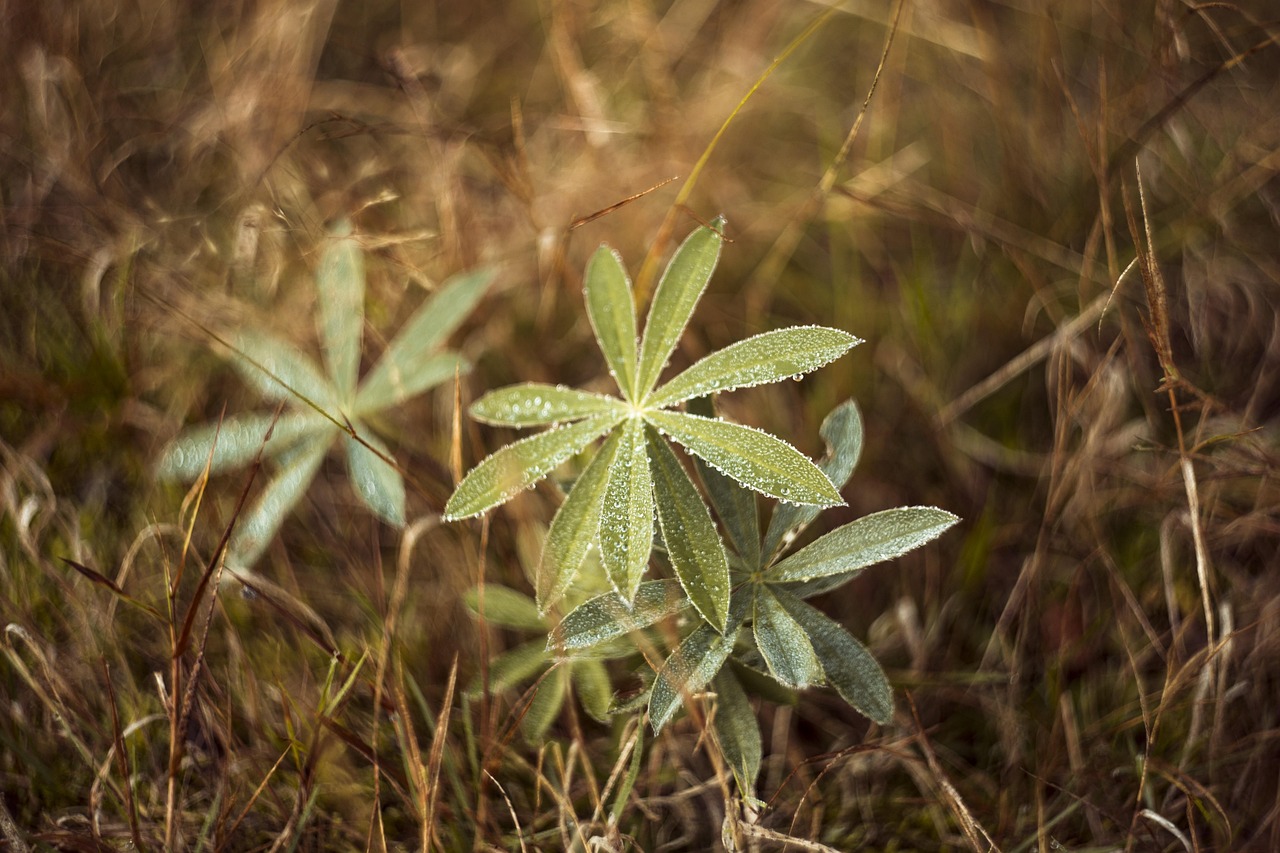 【广东发现新冠病毒突变株/广东新冠变种病毒】