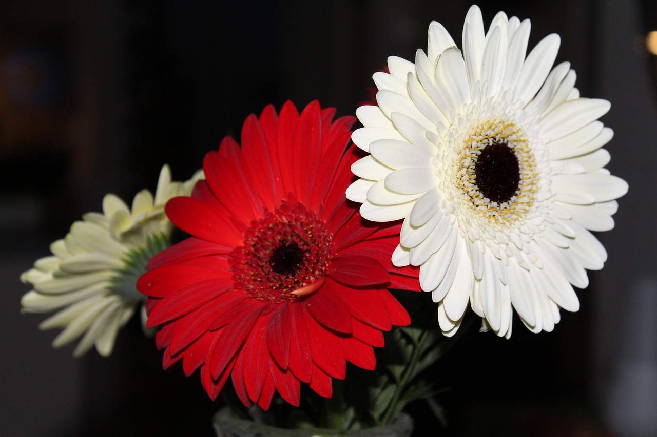 【花花图片唯美,花花图片风景】 【花花图片唯美,花花图片风景】