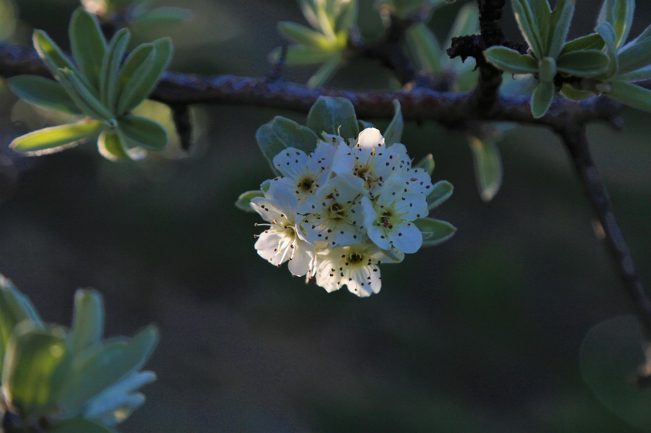 今年清明节是哪天呀/今年清明节是哪天啊 今年清明节是哪天呀/今年清明节是哪天啊