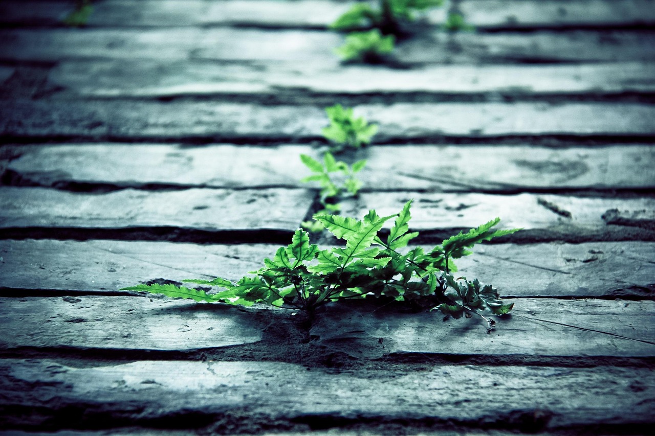 【2015清明节是每年的哪一天,2015清明节是每年的哪一天几月几日】