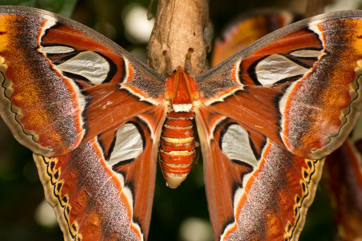 上饶这几天(上饶这几天为什么那么多虫子) 上饶这几天(上饶这几天为什么那么多虫子)